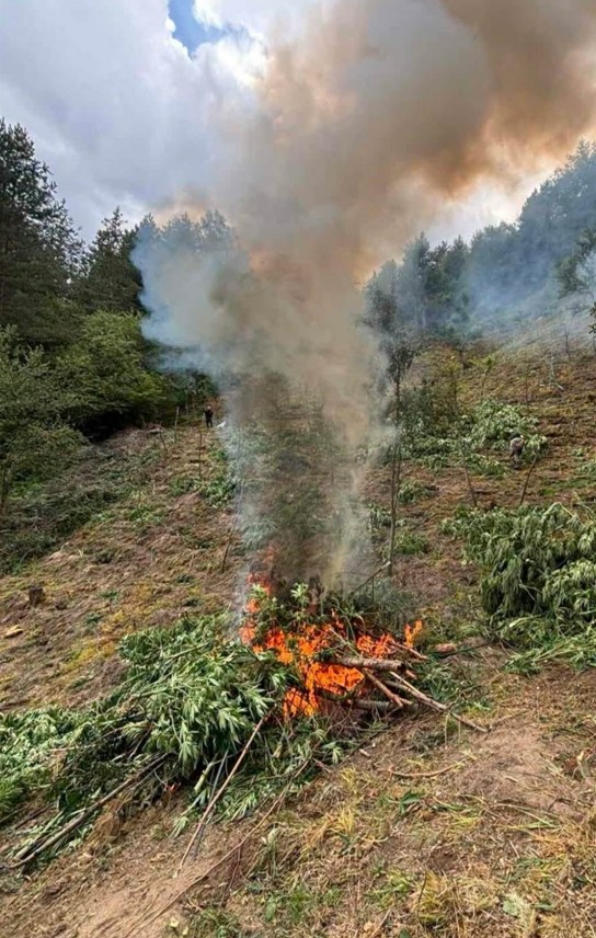 УДАР ПО НАРКОИМПЕРИЯТА В ПИРИН! Граничари изгориха над 3,2 тона канабис, хеликоптер засече нова плантация в Огражден СНИМКИ