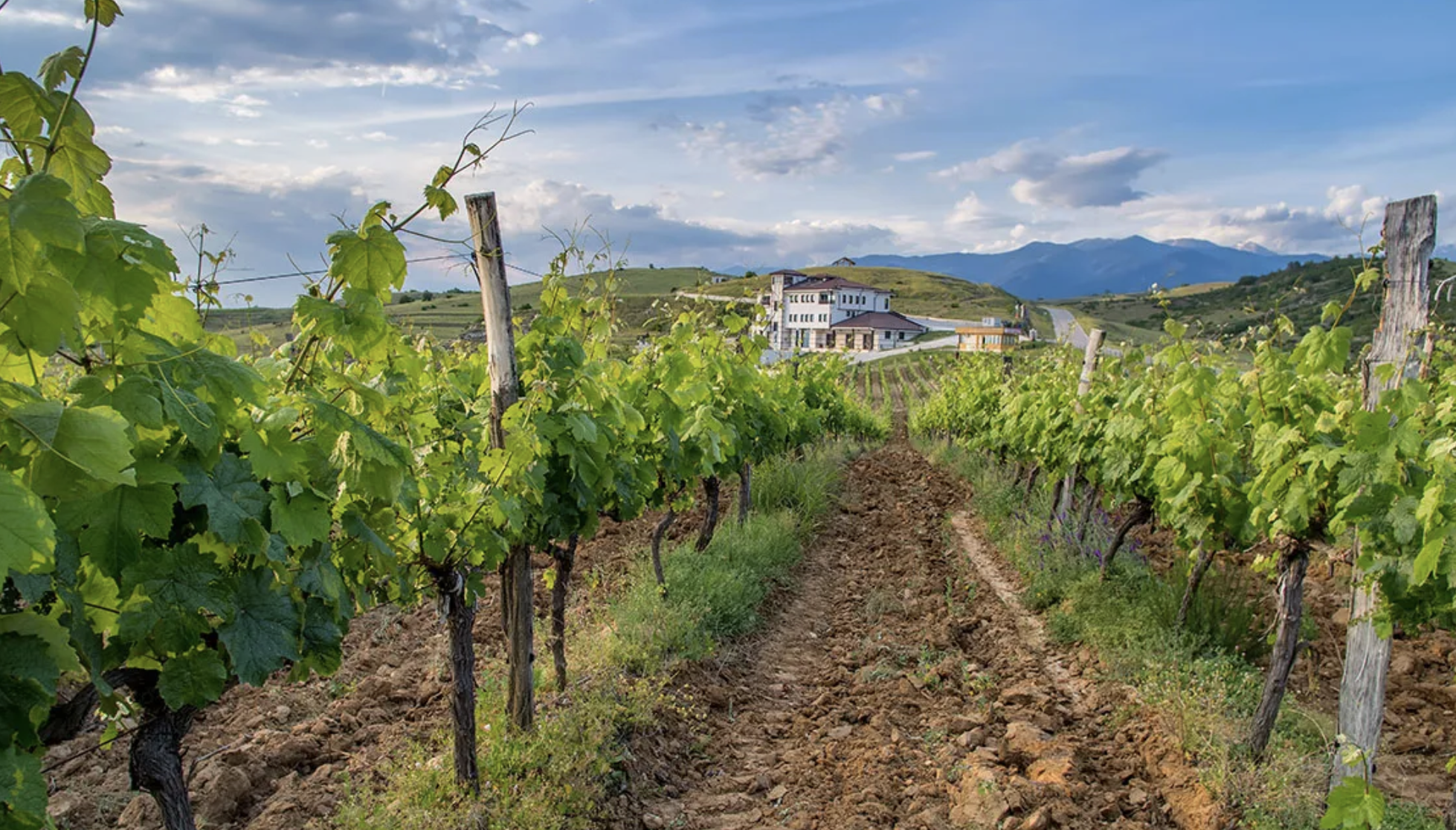 Melnik in a Bottle: Reimagining the Myths of a World-Class Terroir