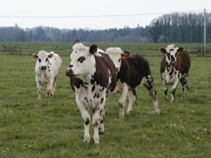 96025-kravi